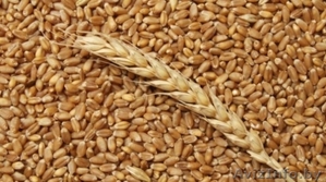 Пшеница продовольственная 4 класса - Изображение #1, Объявление #1628223