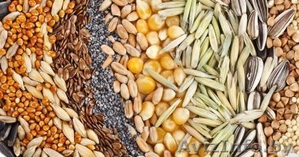 Куплю зерно, семена, кормовые добавки - Изображение #1, Объявление #1628256