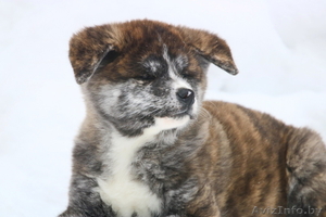 Щенки японской акита-ину,  продам.