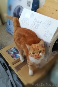 В дар: рыжий кот-прдросток Лиссабон в поисках дома! - Изображение #1, Объявление #1633924