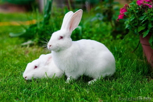 Кролики пароды Паннон - Изображение #1, Объявление #1633659