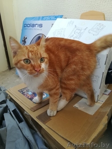 В дар: рыжий кот-прдросток Лиссабон в поисках дома! - Изображение #2, Объявление #1633924