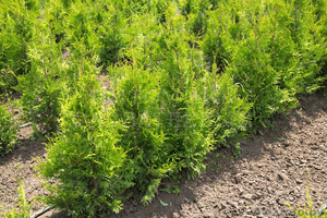 Туя оптом и в розницу