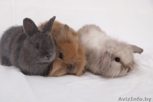 Мини-кролики Беларусь - Изображение #3, Объявление #1642292