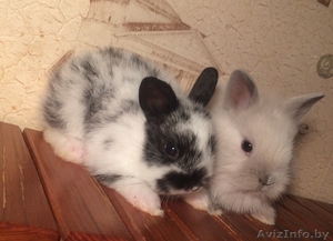 Кролики из питомника Беларусь - Изображение #1, Объявление #1642339