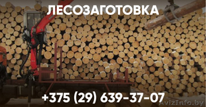 Лесозаготовка. Беларусь - Изображение #1, Объявление #1641902