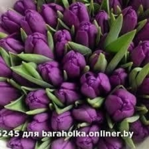Тюльпаны свежие оптом и в розницу к 8 марта. - Изображение #1, Объявление #1644804