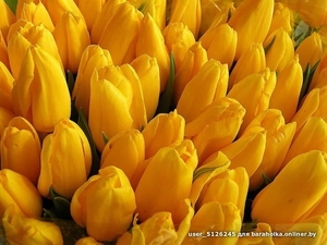 Тюльпаны свежие оптом и в розницу к 8 марта. - Изображение #3, Объявление #1644804