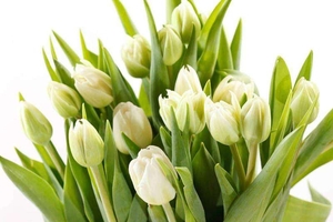 Лучшие тюльпаны к 8 марта оптом и в розницу - Изображение #2, Объявление #1644812