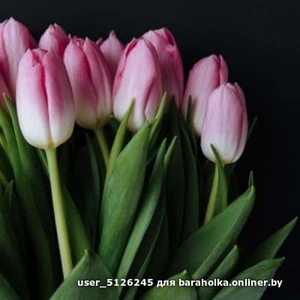 Лучшие тюльпаны к 8 марта оптом и в розницу - Изображение #5, Объявление #1644812