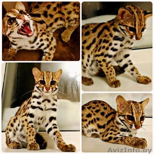 азиатские леопардовые кошки(алк) и камышовые коты - Изображение #1, Объявление #1642856