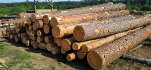 Лес-кругляк: ель,  сосна. 