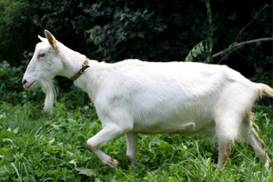 Высокоудойная зааненская коза и козленок - Изображение #1, Объявление #1653127