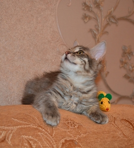 Тима - дымчатый котенок мальчик в хорошие руки - Изображение #4, Объявление #1660869
