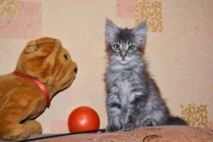 Тима - дымчатый котенок мальчик в хорошие руки - Изображение #6, Объявление #1660869