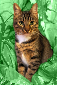 Люси – кошка с зелеными глазами в дар! - Изображение #3, Объявление #1662485