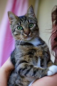 Люси – кошка с зелеными глазами в дар! - Изображение #8, Объявление #1662485