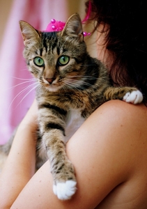 Люси – кошка с зелеными глазами в дар! - Изображение #7, Объявление #1662485