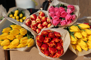 Тюльпаны выгодно оптом и в розницу в Минске - Изображение #2, Объявление #1673376