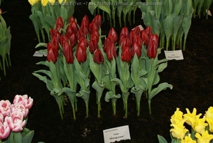 Свежие цветы оптом к празднику - Изображение #4, Объявление #1673400