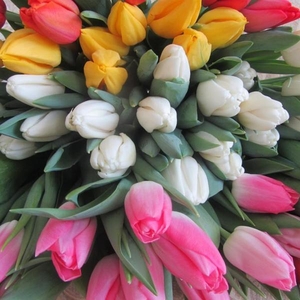 Свежие тюльпаны недорого оптом - Изображение #2, Объявление #1673402