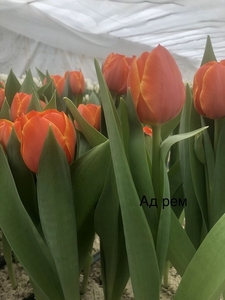 Букеты из тюльпанов к 8 марта - Изображение #2, Объявление #1673445