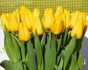Букеты из тюльпанов к 8 марта - Изображение #5, Объявление #1673445