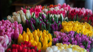 Живые цветы недорого оптом к Международному Женскому празднику - Изображение #3, Объявление #1673539