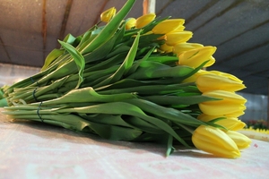 Букеты тюльпанов к 8 марта оптом и в розницу - Изображение #1, Объявление #1673627