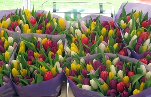 Букеты тюльпанов к 8 марта оптом и в розницу - Изображение #2, Объявление #1673627