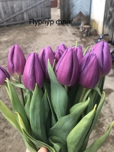 Закупка тюльпанов к 8 Марта оптом в Минске. - Изображение #4, Объявление #1673660