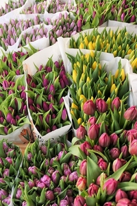 5 лучших сортов тюльпанов к 8 марта оптом - Изображение #2, Объявление #1673681