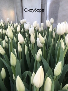 5 лучших сортов тюльпанов к 8 марта оптом - Изображение #3, Объявление #1673681