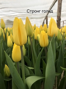 5 лучших сортов тюльпанов к 8 марта оптом - Изображение #4, Объявление #1673681