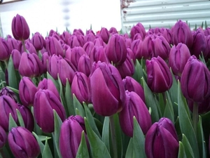 Свежесрезанные тюльпаны Экстра класса к 8 Марта - Изображение #1, Объявление #1673718