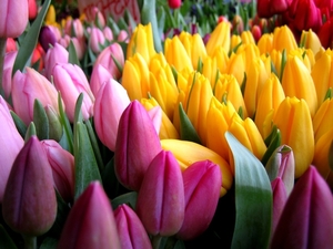 Свежесрезанные тюльпаны Экстра класса к 8 Марта - Изображение #4, Объявление #1673718