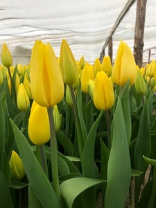 Тюльпаны Strong Gold (Стронг Голд) желтые опт - Изображение #1, Объявление #1673728