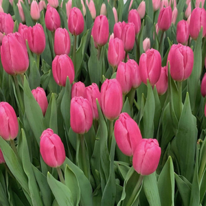 Тюльпаны Jumbo Pink розовые оптом к 8 Марта. - Изображение #1, Объявление #1673732
