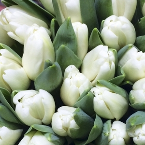 Тюльпаны свежие оптом от 500 шт - Изображение #5, Объявление #1673810