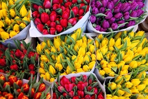 Тюльпаны голландские оптом к 8 Марта. - Изображение #1, Объявление #1673897