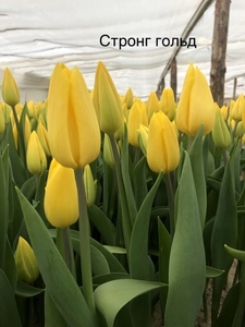 Белорусские тюльпаны оптом под заказ. - Изображение #3, Объявление #1673901