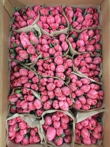 Тюльпаны лучших сортов оптом со склада в Минске - Изображение #3, Объявление #1673906