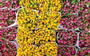 Тюльпаны нежные весенние цветы оптом в Минске - Изображение #2, Объявление #1673911