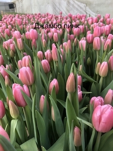 Тюльпаны. Самые востребованные Цветы на 8 Марта. Оптом. - Изображение #4, Объявление #1673922
