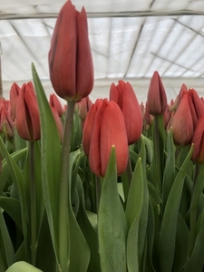 Тюльпаны. Самые востребованные Цветы на 8 Марта. Оптом. - Изображение #5, Объявление #1673922