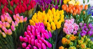 Тюльпаны оптом, Зарабатывайте на продаже тюльпанов 8 марта. - Изображение #1, Объявление #1673924