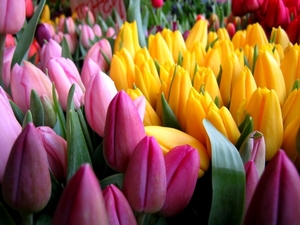 Тюльпаны реализуем оптом к 8 Марта - Изображение #1, Объявление #1673926