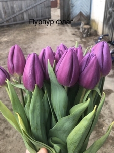 Тюльпаны реализуем оптом к 8 Марта - Изображение #4, Объявление #1673926