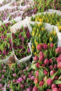 Оптовая закупка тюльпанов в ассортименте - Изображение #1, Объявление #1673927
