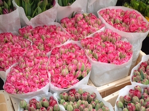 Оптовая закупка тюльпанов в ассортименте - Изображение #2, Объявление #1673927